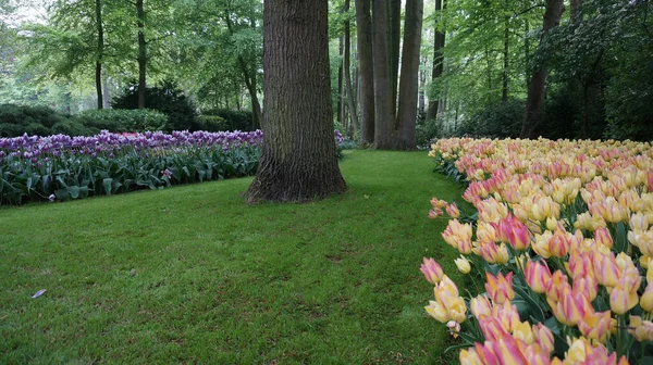 Trees Standing Tulips Flower Beds Keukenhof Gardens Right Pink Yellow — Foto de Stock