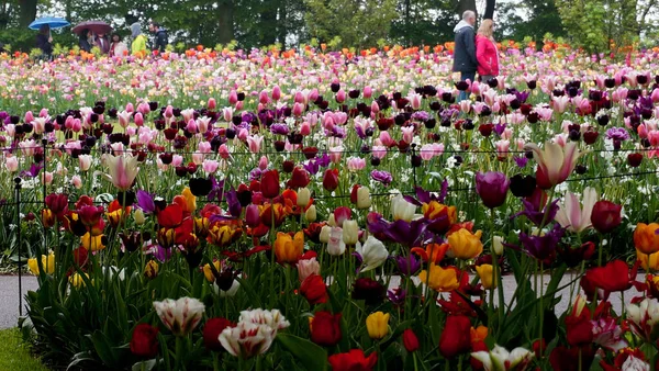 Lisse Países Bajos Mayo 2019 Mares Tulipanes Exposición Anual Bulbos — Foto de Stock