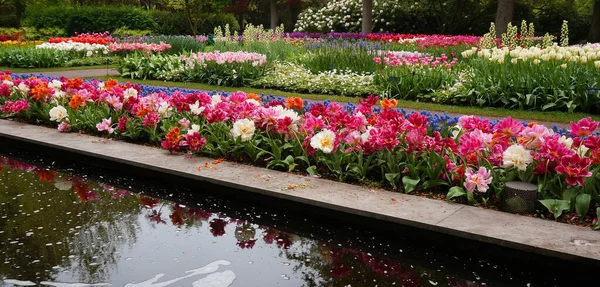 Pond Multi Colored Double Tulips Planted Next Distance Flower Beds — Zdjęcie stockowe