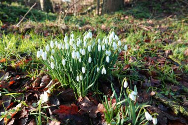 Bahar geliyor. Ormandaki ilk kar damlalarının yakın çekimi. Arkaplan bulanık.
