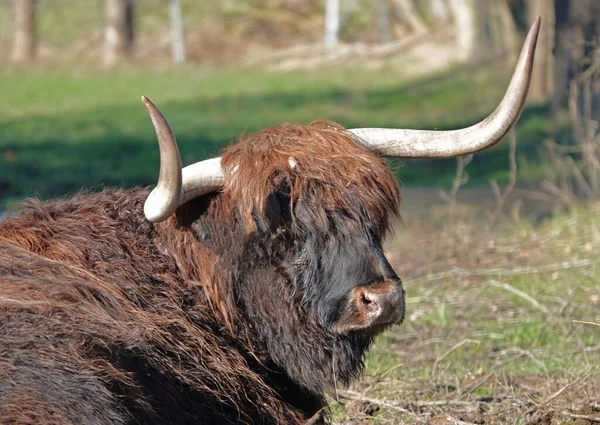Retrato Una Vaca Toro Montañés Esta Una Raza Escocesa Ganado — Foto de Stock