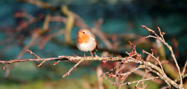Robin Sitting Bare Branch Branch Full Buds Begin March Background — Stock Photo, Image