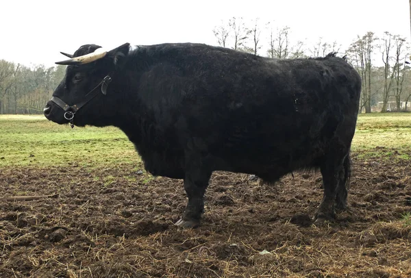 Vaca Negra Con Cuernos Ganado Dexter Una Raza Ganado Originario — Foto de Stock