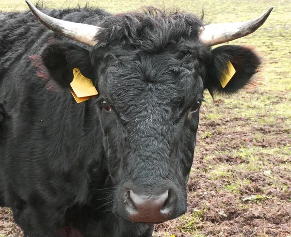 Portrét Černé Krávy Rohy Dexter Cattle Plemeno Skotu Pocházejícího Irska — Stock fotografie