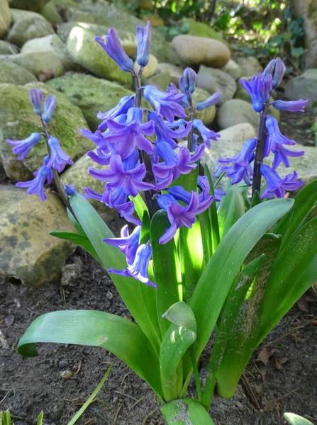 Блакитно Фіолетовий Голландський Гіацинт Або Hyacinthus Orientalis Цвіті — стокове фото