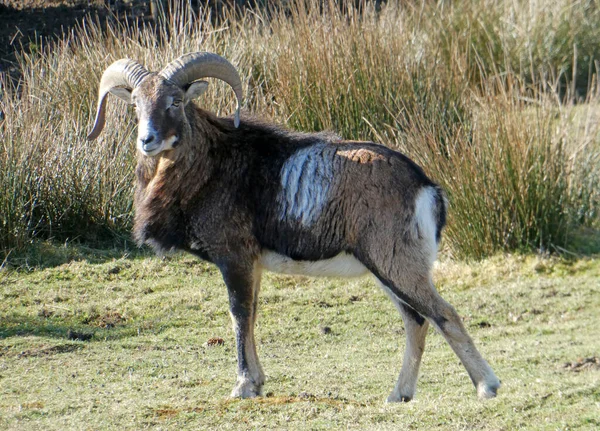 Muflone Europeo Maschio Ovis Aries Musimon Primavera Ancora Cappotto Invernale — Foto Stock