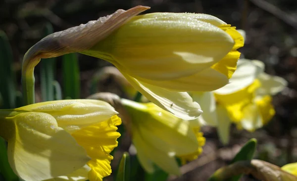 Напіввідкриті Жовті Нарциси Вкриті Ранковою Росою — стокове фото
