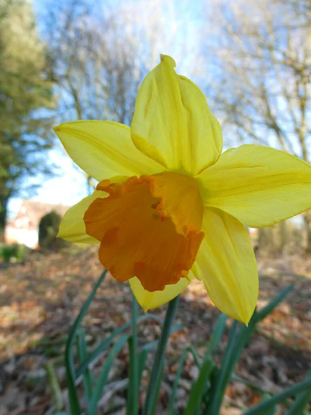 Jolie Jonquille Jaune Avec Une Trompette Orange Qui Pousse Dans — Photo