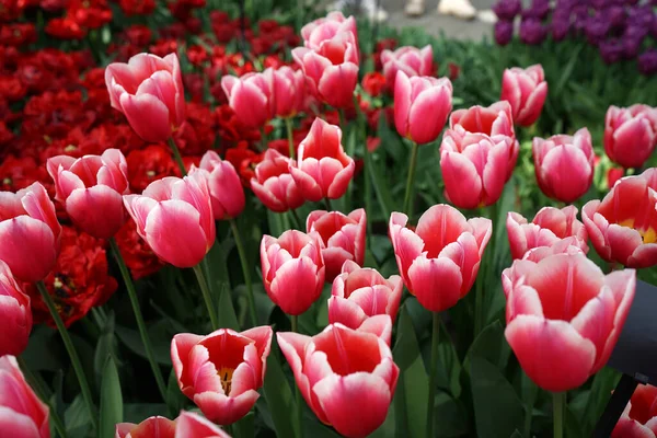 Red White Tulip Cultivar Eurotopper Red Purple Tulips Blurred Background — Stock Photo, Image