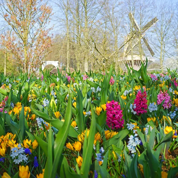 Windmill Background Mixed Spring Flowers Foreground Pink Hyacinths Yellow Crocuses — Stock Photo, Image