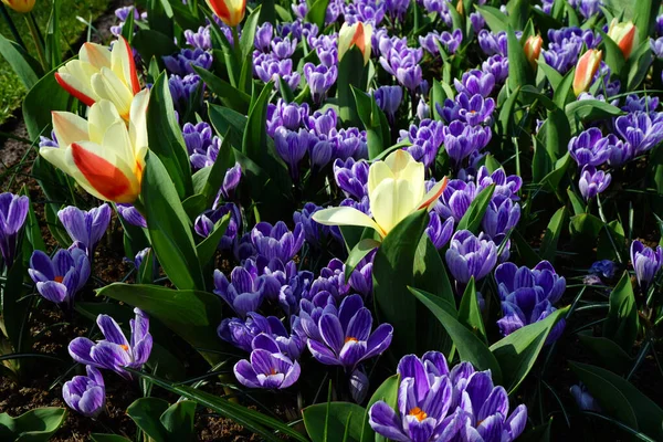 Large Field Purple White Striped Crocuses Combined Very Small Early — Stock Photo, Image