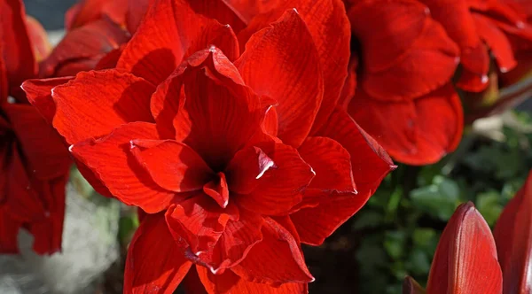 Amaryllis Cultivar Double Dragon Name Amaryllis Used Cultivars Hippeastrum Sold — Stock Photo, Image