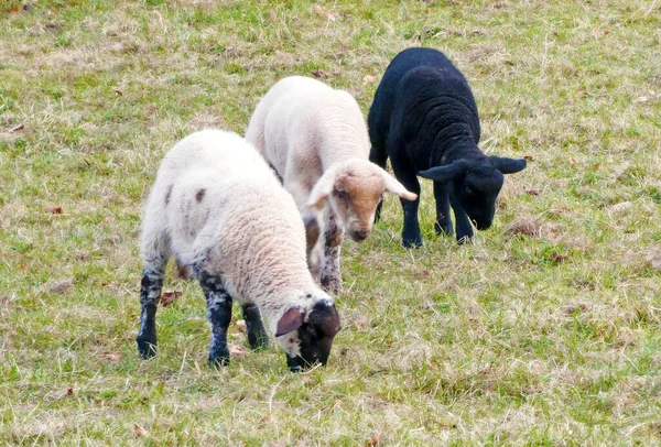 3匹の子羊が草を食べている 最後の子羊は両方の色のコートを持っています — ストック写真