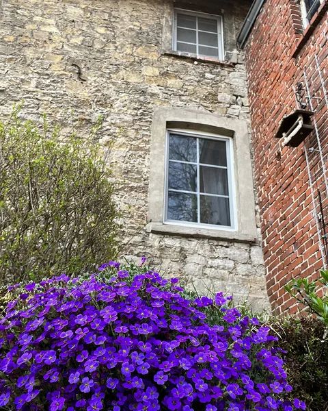 Part Facade Old German House Purple Aubrieta Flowers Growing Front — Stock Photo, Image