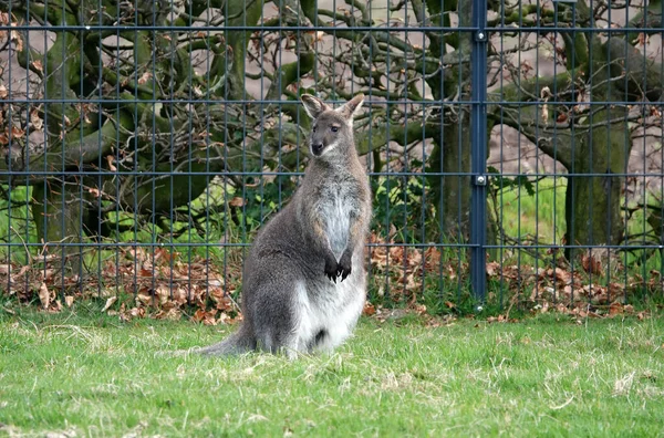 Almanya Bir Bahçede Yaşayan Bir Valabi Wallaby Avustralya Yeni Gine — Stok fotoğraf