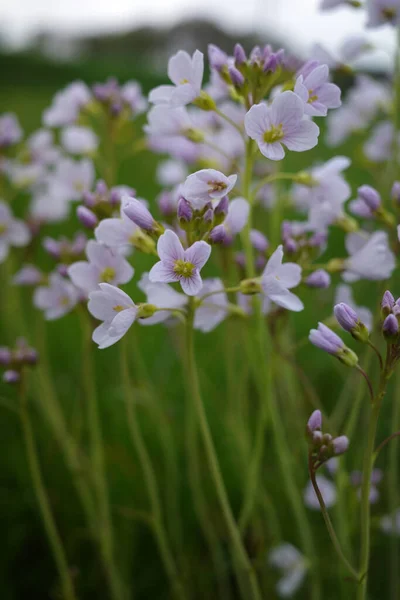 Cardamine Pratensis Cuckoo Flower Lady Smock Mayflower Milkmaids Meadow Plant — стокове фото