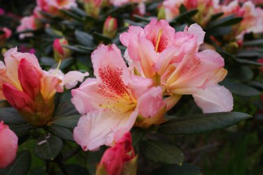 Rhododendron odunsu bir bitkidir. Her zaman yeşil ya da yaprak döker ve çoğunlukla Asya 'da bulunur. Ericaceae ailesinin bir parçasıdır. Bu somon balığı, Almanya 'da çekilmiş.