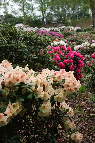Verschiedene Farbige Rhododendron Sträucher Hintereinander Einem Park Niedersachsen — Stockfoto
