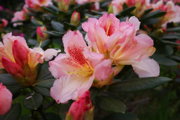 Rhododendron odunsu bir bitkidir. Her zaman yeşil ya da yaprak döker ve çoğunlukla Asya 'da bulunur. Ericaceae ailesinin bir parçasıdır. Bu somon balığı, Almanya 'da çekilmiş.