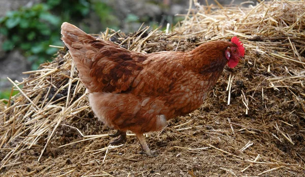 Hen Buttercup Comb Dunghill Probably Siciliana Chicken — Stockfoto