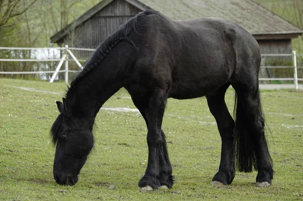 Black Neatly Combed Gypsy Vanner Horse Meadow Dark Shed Seen — Stok fotoğraf