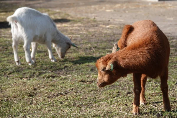 两只西非矮山羊在爱抚动物园里 白色的在吃草那个棕色的在挠耳朵 — 图库照片
