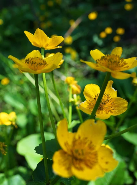 Marsh-marigold ya da Kingcup (Captcha Palustris), düğün çiçeği familyasından küçük ve orta büyüklükte bir bitki türü. Ilıman bölgelerdeki bataklıklara, bataklıklara, hendeklere ve ıslak ormanlara özgüdür.