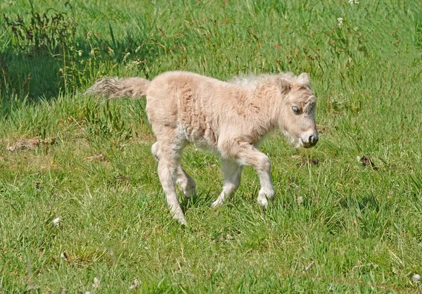Galloping Young Light Palomino Shetland Pony Meadow Seen Wilsum Germany — Foto de Stock
