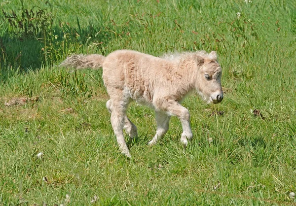 Galoppierendes Junges Leichtes Palomino Shetlandpony Auf Einer Wiese Gesehen Wilsum — Stockfoto