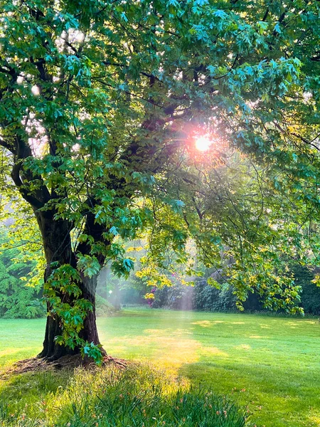 Oldenburg Early Morning Castle Garden Sunbeams Shine Foliage Maple Tree — Fotografia de Stock