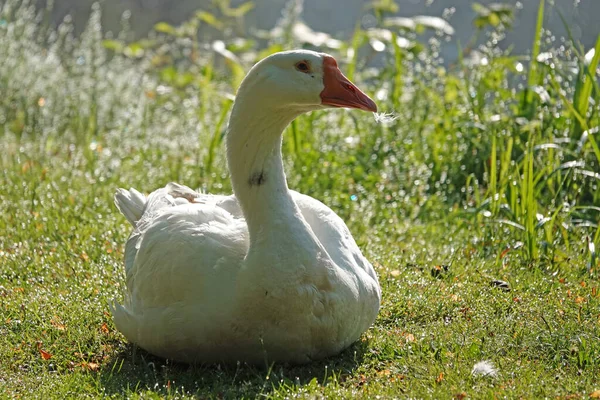 中国白鹅坐在草地上看着摄像机 这只家养的鹅可能是雌鹅 因为它喙顶的旋钮不那么整齐 这只家养的鹅是天鹅的直接后代 德国奥尔登堡 — 图库照片