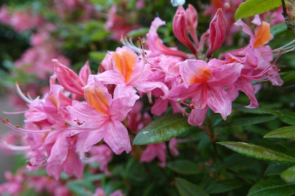 Adoráveis Flores Azálea Rosa Com Uma Chama Laranja Azalea Luteum — Fotografia de Stock