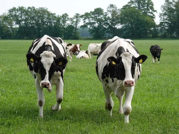 Holstein Friesian Szarvasmarha Egy Német Réten Két Kíváncsi Tehén Közeledik — Stock Fotó