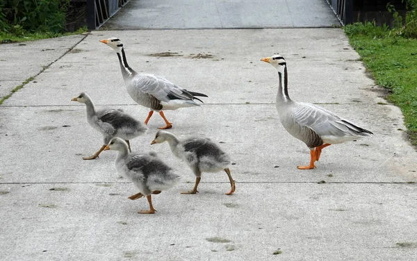 Aile Kazları Yayanın Yolundan Geçer Baba Anne Yavru Bunlar Çubuk — Stok fotoğraf