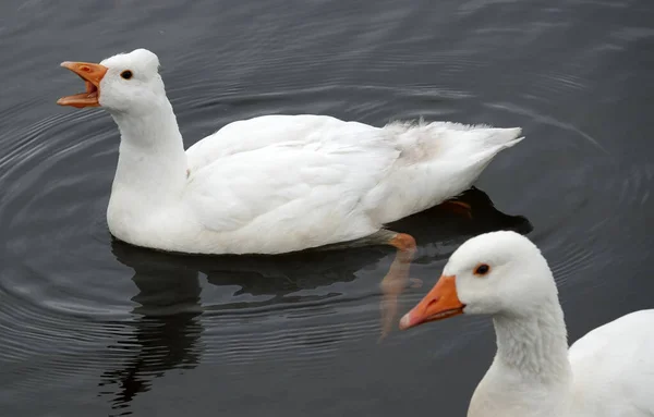 Canard Blanc Hollandais Charlatan Devant Trouve Tête Une Oie Blanche — Photo