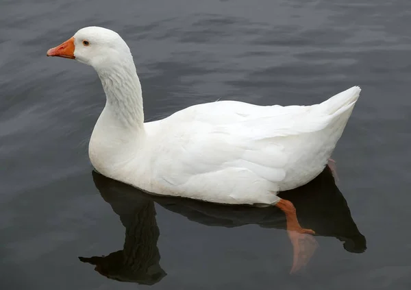 White Goose Swimming Clear Dark Water One Can See Its — Stock Photo, Image