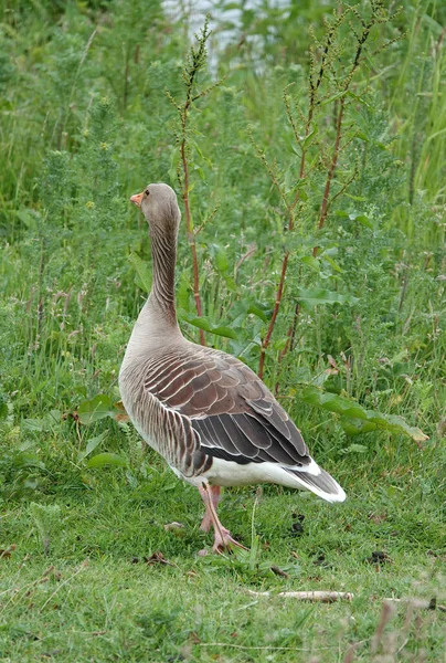 Este Ganso Salvaje Greylag Está Tratando Escapar Sin Ser Visto — Foto de Stock