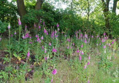 Bir hendeğin yanındaki yamaçta bol miktarda yüksükotu bitkisi yetişiyordu. Almanya 'da turba ortamında görüldü