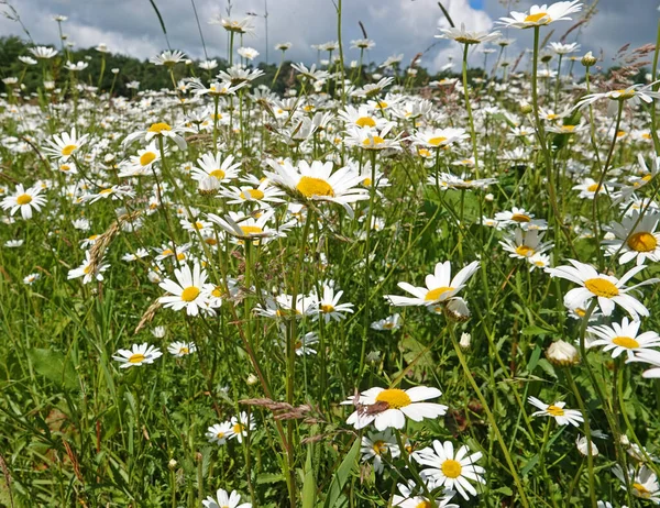 Uma Grande Quantidade Margaridas Nome Latino Leucanthemum Vulgare Florescendo Prado — Fotografia de Stock