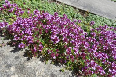 Bu sürünen kekik aşırı düşük ve erken çiçek açıyor. Taş levhaların arasına yerleştirilmiş. Nordhorn, Almanya 'da görüldü