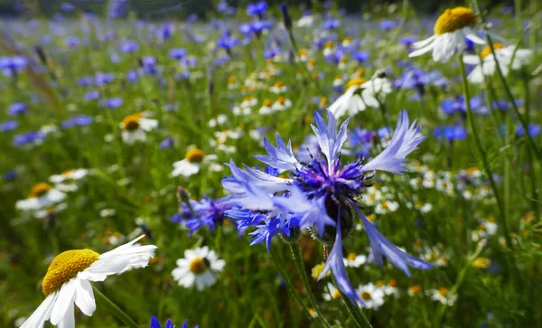 Eine Wiese Voller Weißer Kamille Und Blauer Kornblumen Gesehen Springendal — Stockfoto