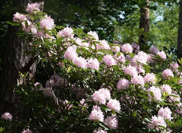 Lindo Rododendro Rosa Claro Canto Ensolarado Uma Floresta Leste Holanda — Fotografia de Stock