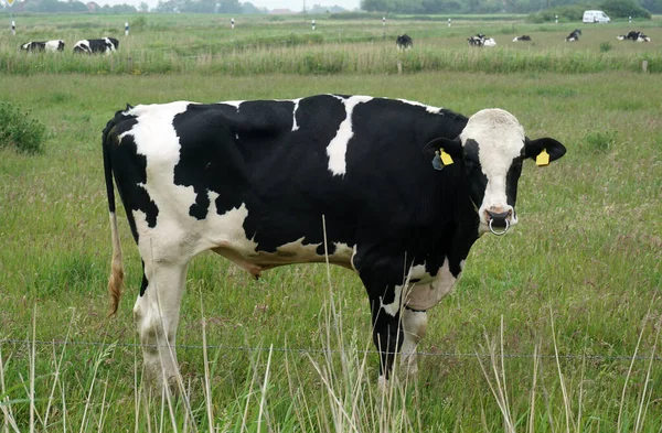 Lenyűgöző Holstein Fríz Bika Egy Kelet Fríz Német Réten — Stock Fotó