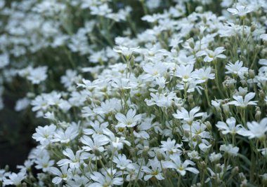 Cerastium tomentosum (