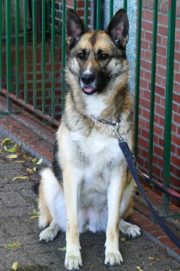 Bir Alman çoban köpeği sahibini bekliyor. Sahibi fotoğrafçıyı memnun etmek için ilgi istiyor..