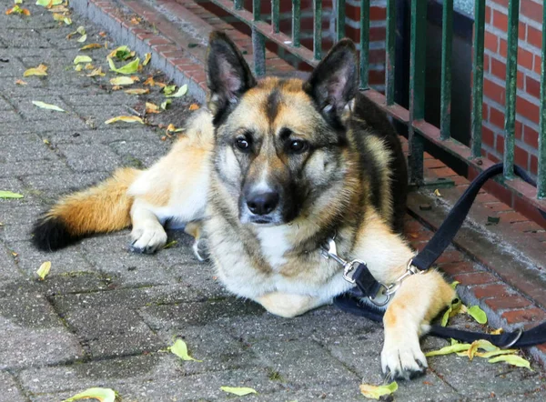 A German Shepherd Dog is waiting for its owner. The owner is in sight, so the dog is relaxed