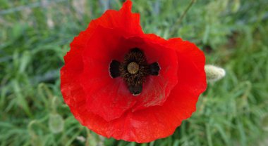 Çimlerde kırmızı bir haşhaş. Bu bitkinin diğer isimleri: papaver rhoeas, yaygın haşhaş, mısır gelinciği, mısır gülü, tarla gelinciği, Flanders gelinciği.,