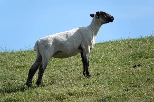 German Blackheaded Mutton Sheep Standing Grass Dyke North Germany Breed — Foto Stock