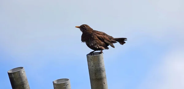 Der Junge Vogel Sieht Zerzaust Aus Offenbar Lernt Man Nach — Stockfoto