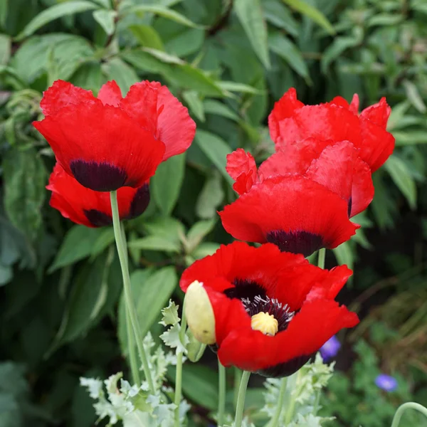 Яскраві Червоні Макові Квіти Papaver Somniferum Opiumpy Або Breadseed Багато — стокове фото